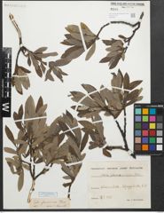 Foto von Salix glaucosericea Flod.
